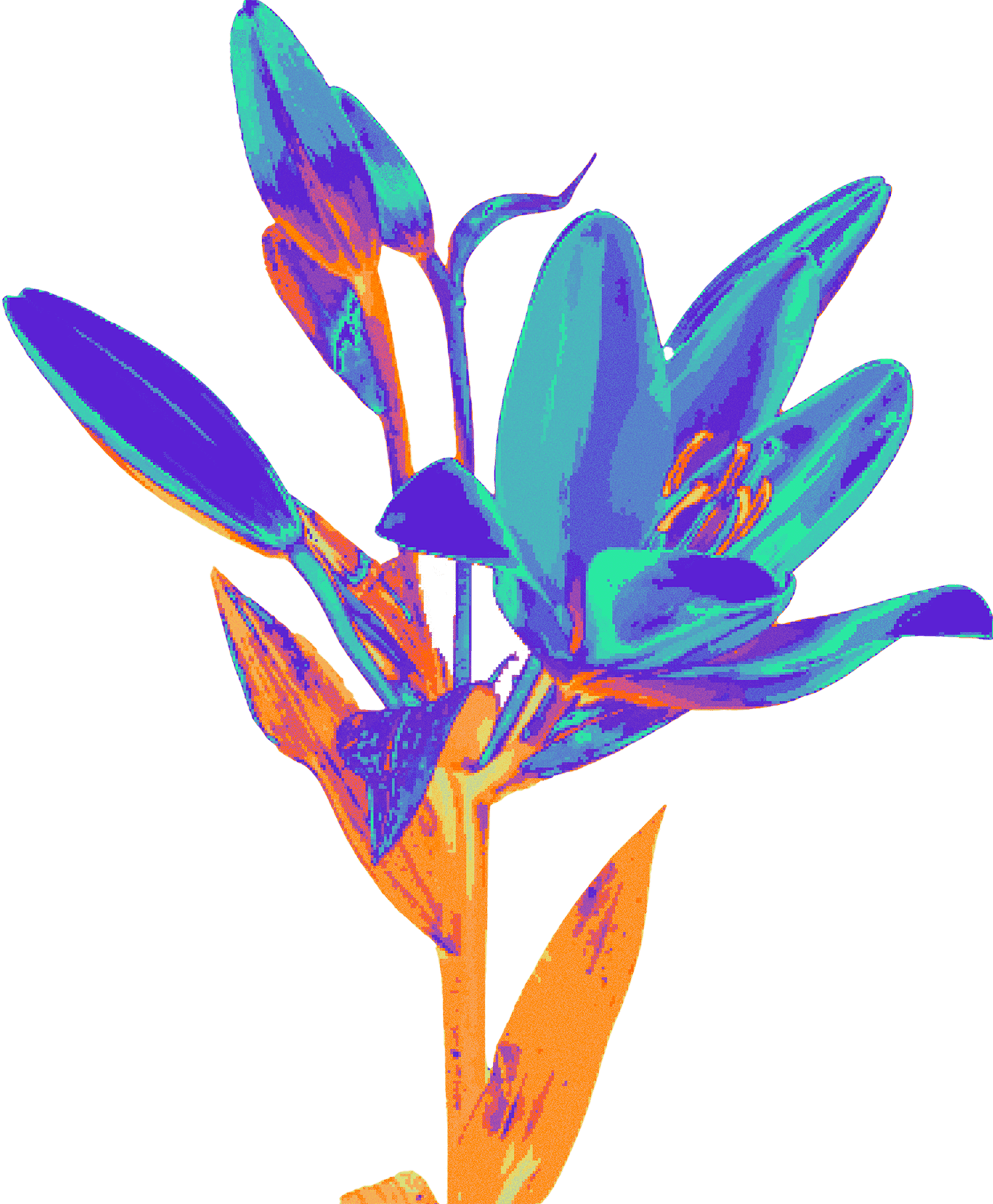 flower